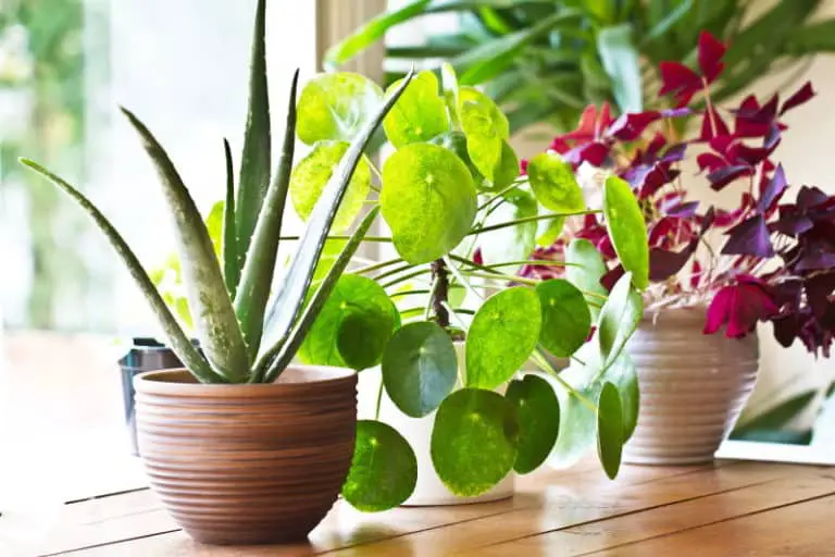 8 Indoor Plants That Absorb EMF
