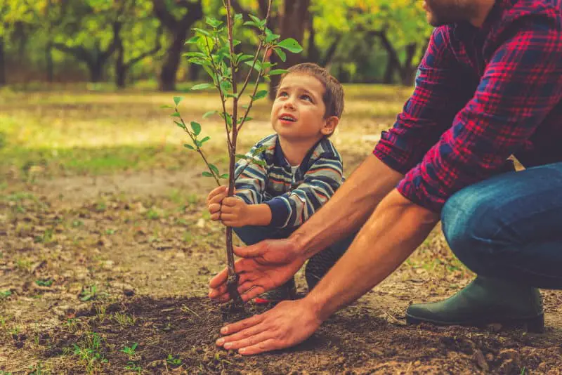 Plant trees