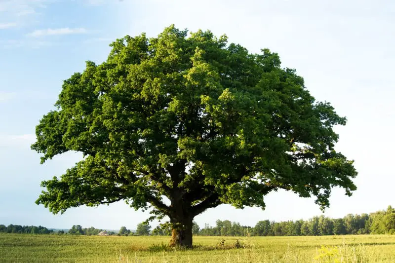How much EMF radiation do trees reduce